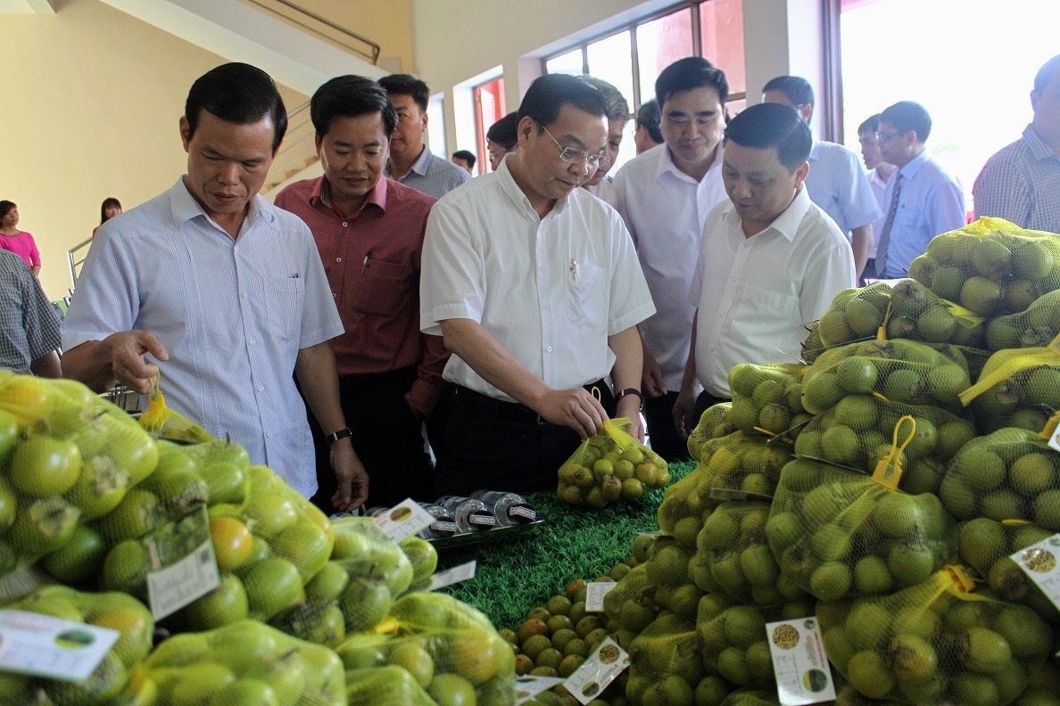 Sở hữu trí tuệ, chắp cánh cho thương hiệu nông sản Việt - ảnh 1